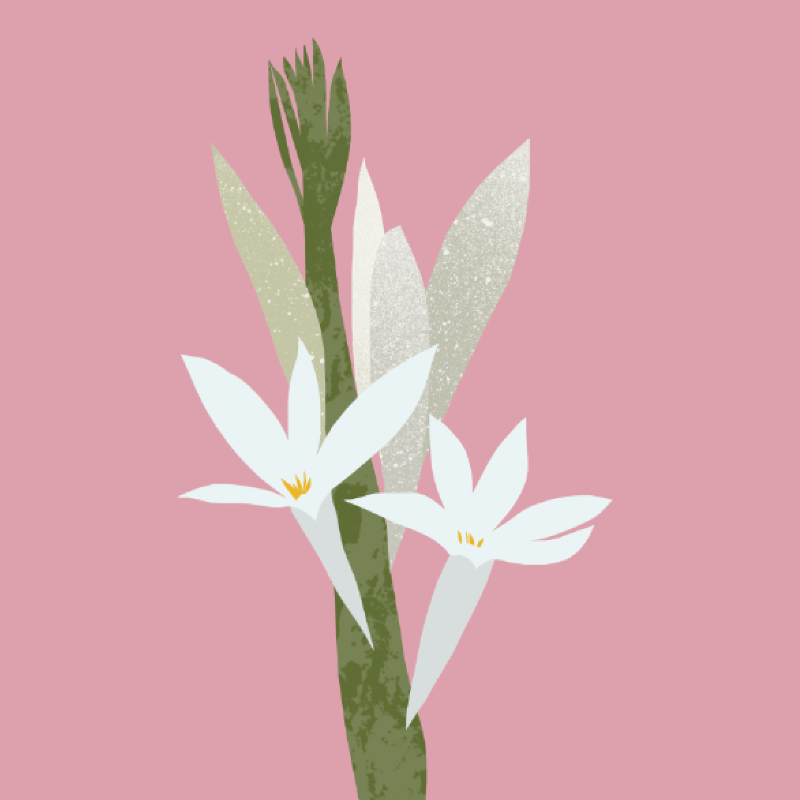 Tuberose Absolute from The Nature Of Things
