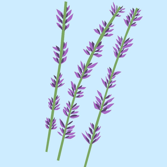 Lavender Essential Oil from The Nature of Things