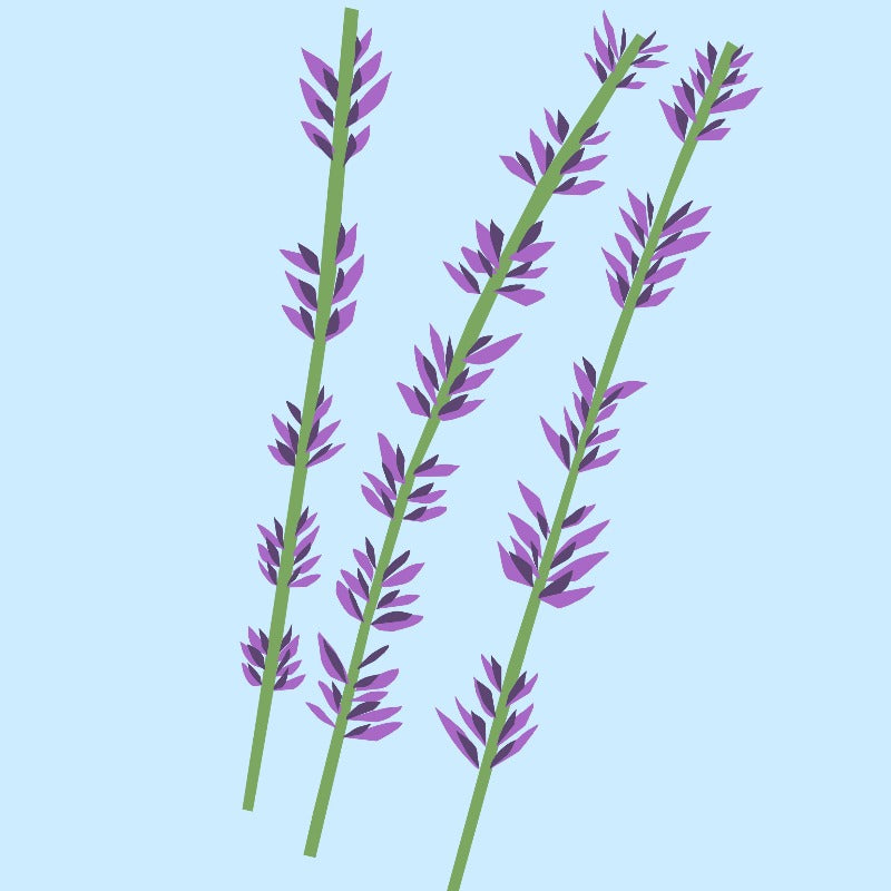 Lavender Essential Oil from The Nature of Things