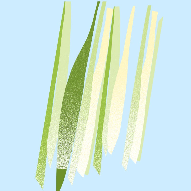 Lemongrass Essential Oil from The Nature of Things