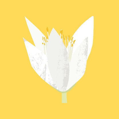 Neroli Essential Oil from The Nature of Things