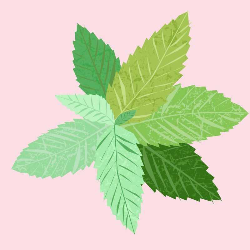 Organic Peppermint Essential Oil from The Nature of Things